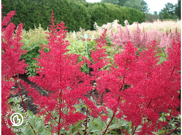 Latvijas St Di Astilbe Japonica Red Sentinel Jap Nas Astilbe Irne